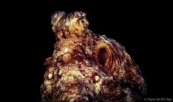 octopus (octopoda)
mataking island sabah semporna
Shutt... by Mr Chai 